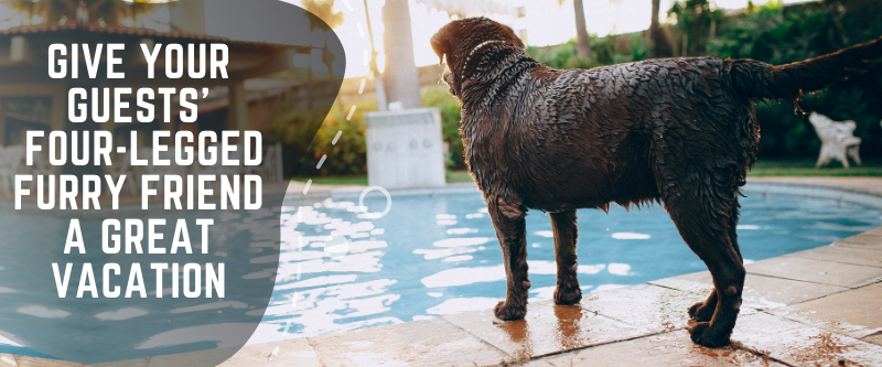 FAQs: What Does Pet Friendly Hotels Mean?